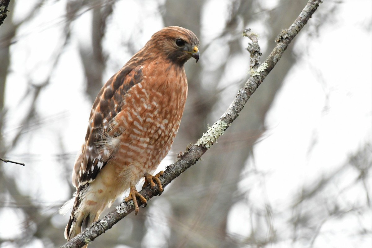 Red-shouldered Hawk - Eric Keith