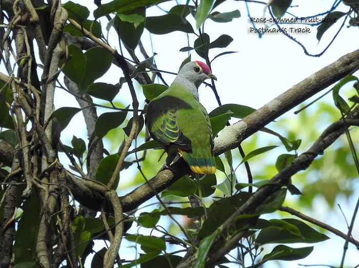 Rose-crowned Fruit-Dove - Marie Tarrant