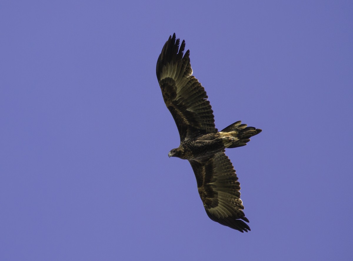 Wedge-tailed Eagle - Paul Heath