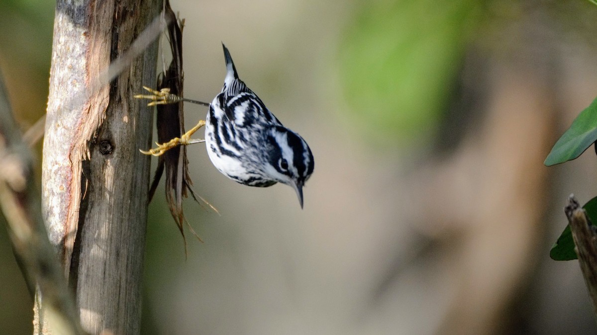 Black-and-white Warbler - ML76320171