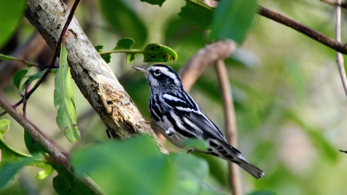 Black-and-white Warbler - ML76320181