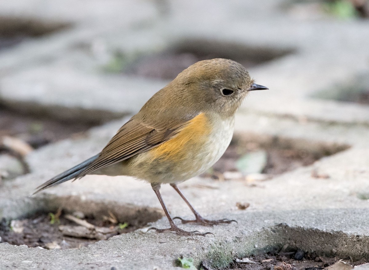 Red-flanked Bluetail - ML76320771