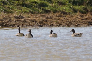 Greater White-fronted Goose, ML76321511