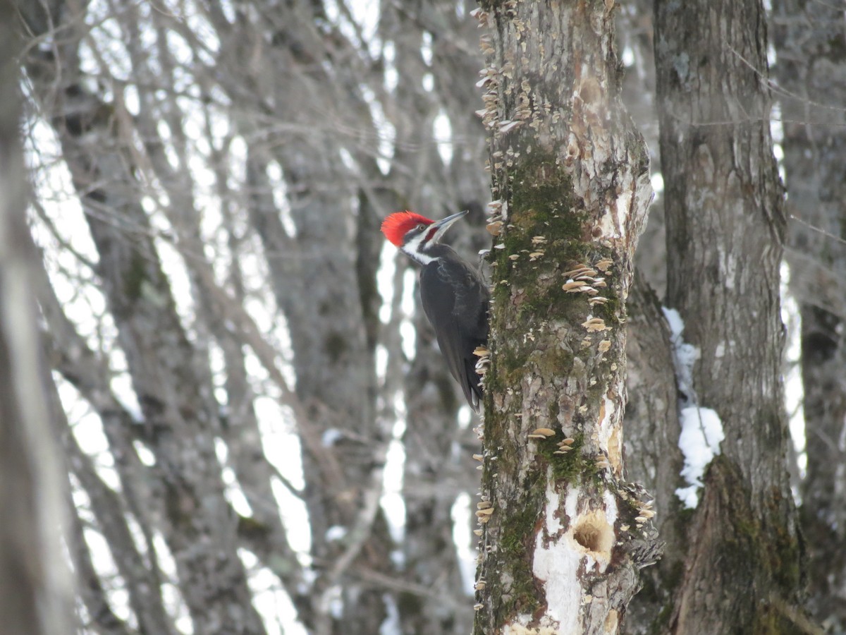 Pileated Woodpecker - ML76322441