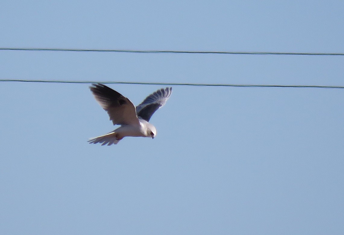 White-tailed Kite - Troy Corman