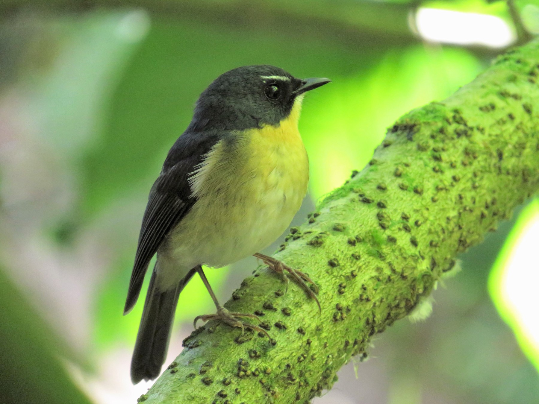 Bundok Flycatcher Ebird