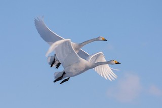 Whooper Swan, ML76323351