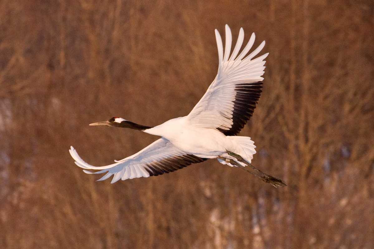 Red-crowned Crane - ML76323511