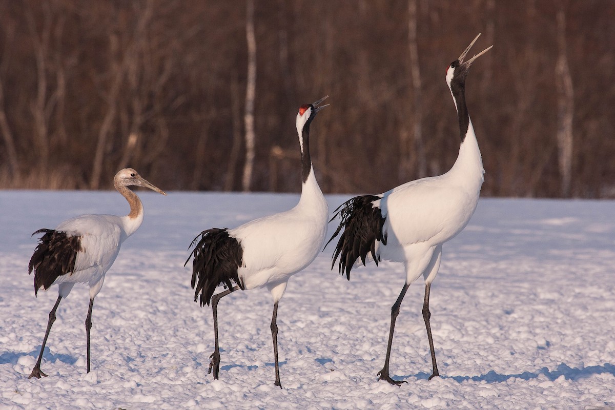 Red-crowned Crane - ML76323611