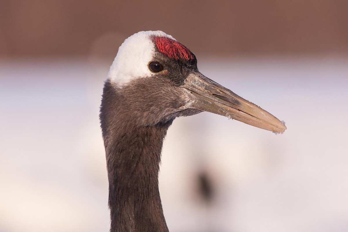Red-crowned Crane - Eric VanderWerf
