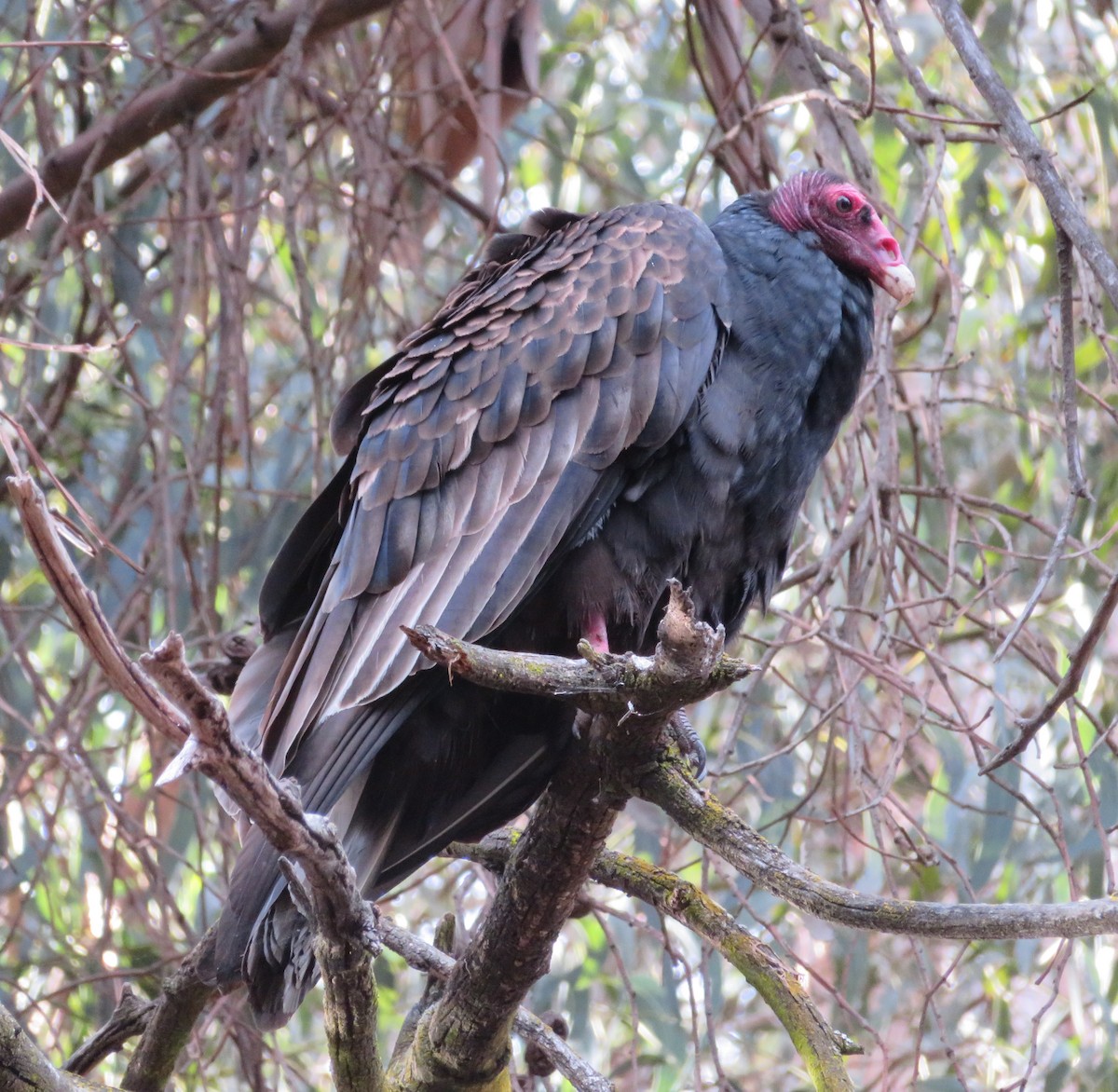 Turkey Vulture - Anonymous