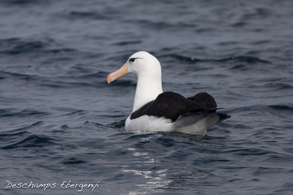 Black-browed Albatross - R Desch