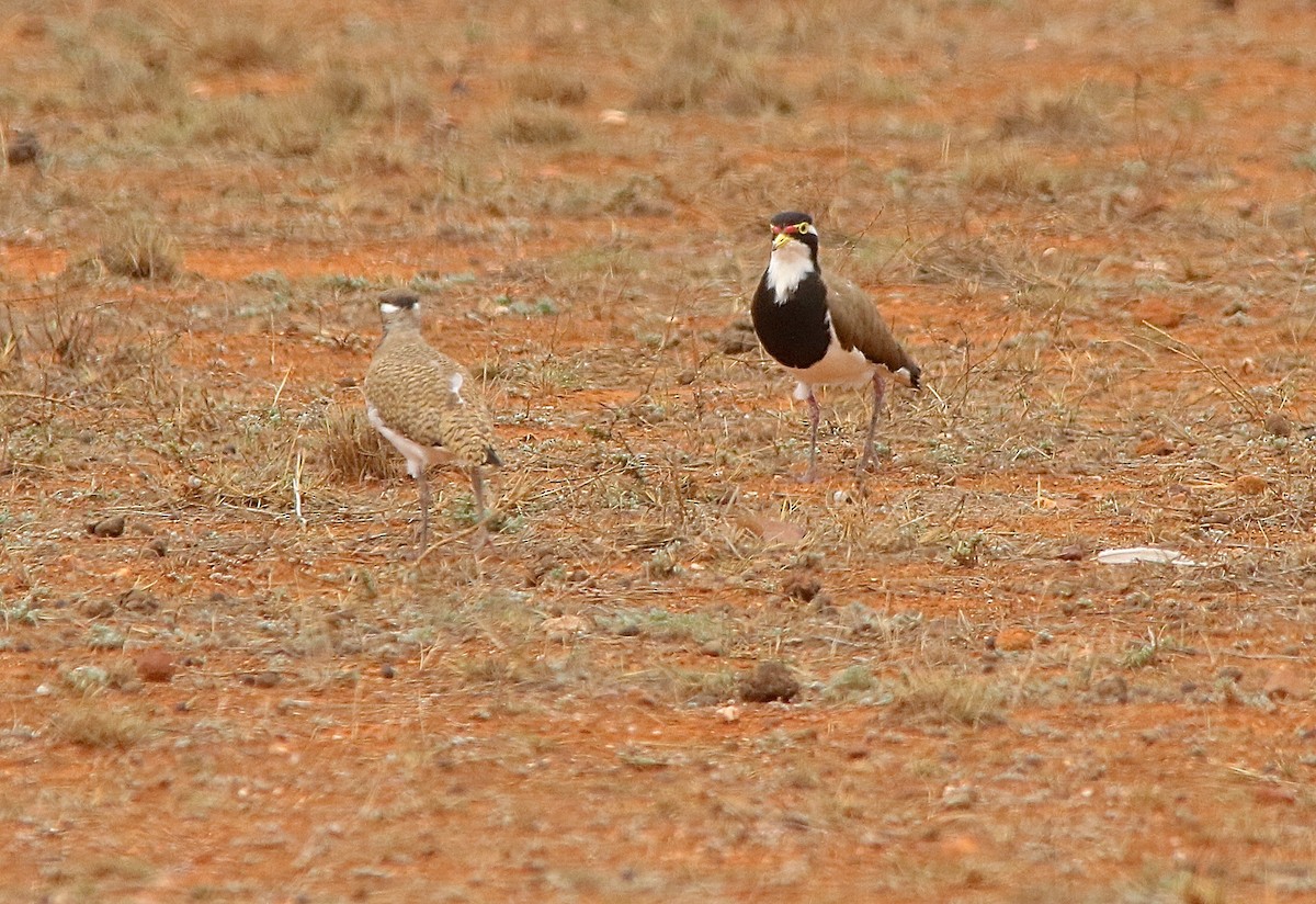 Banded Lapwing - Mike Potter