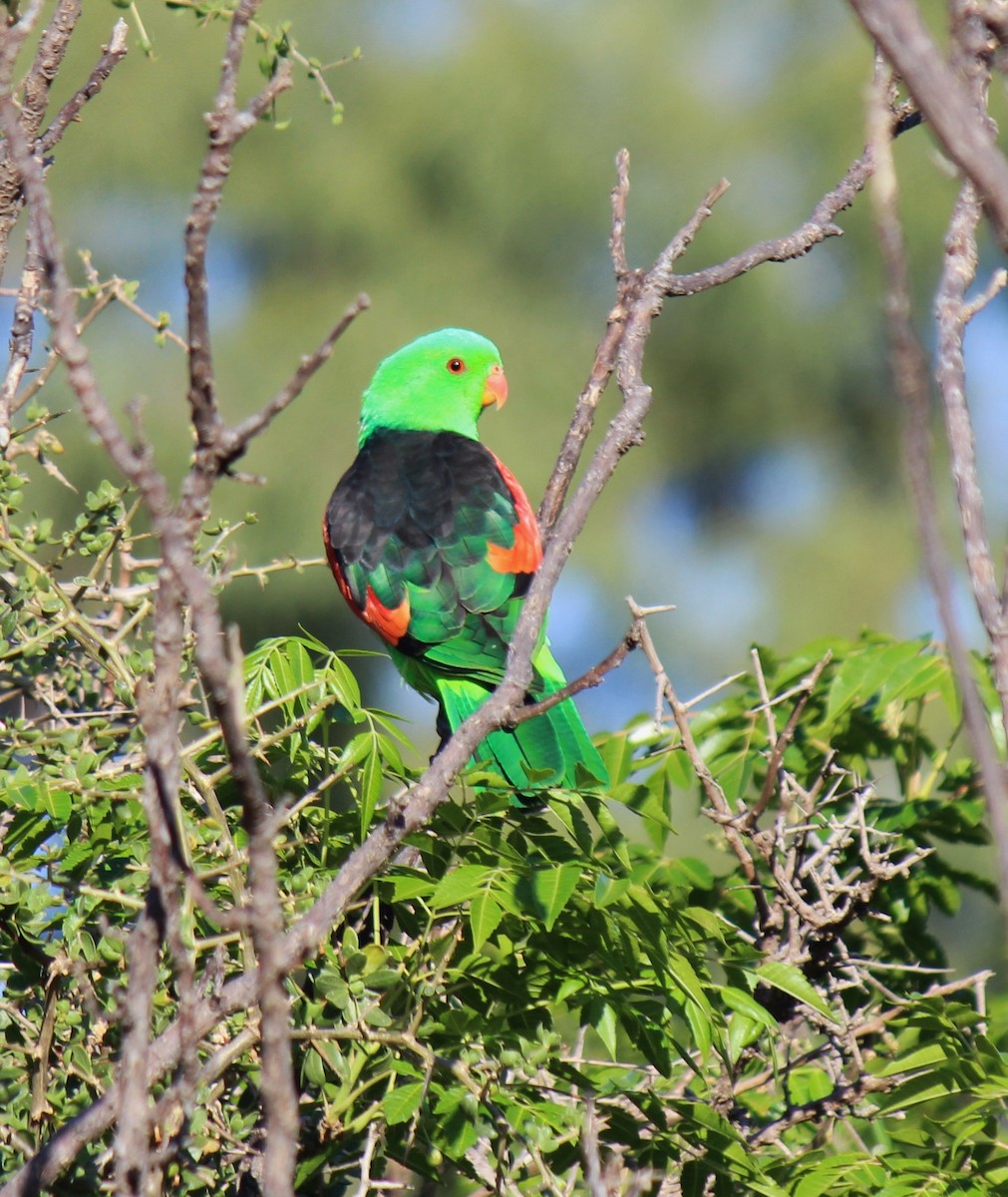 Red-winged Parrot - ML76329731
