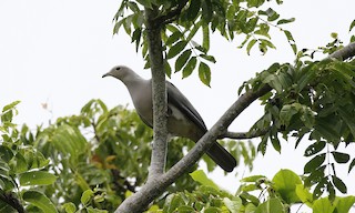  - Gray Imperial-Pigeon