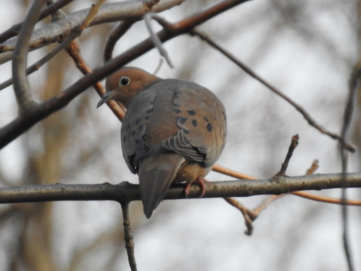 Mourning Dove - Joanne Muis Redwood