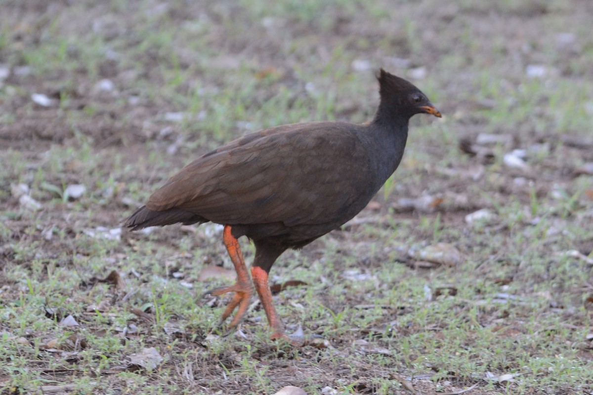 Orange-footed Megapode - Cathy Pasterczyk