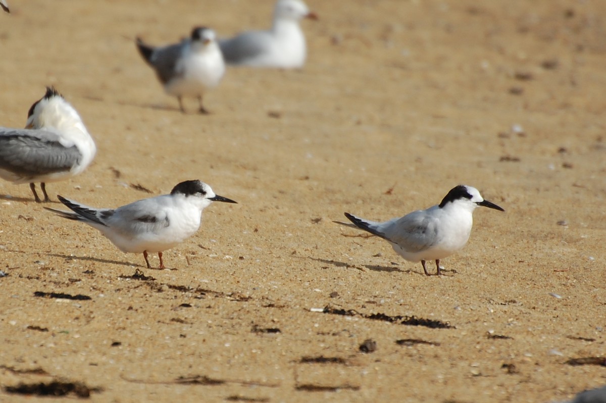 White-fronted Tern - Dirk Tomsa