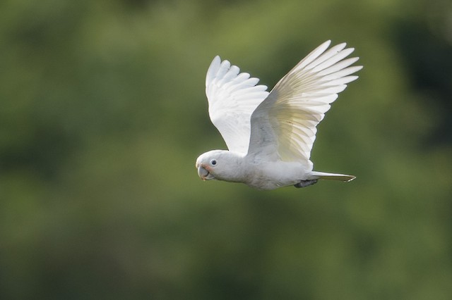 シロビタイムジオウム Ebird