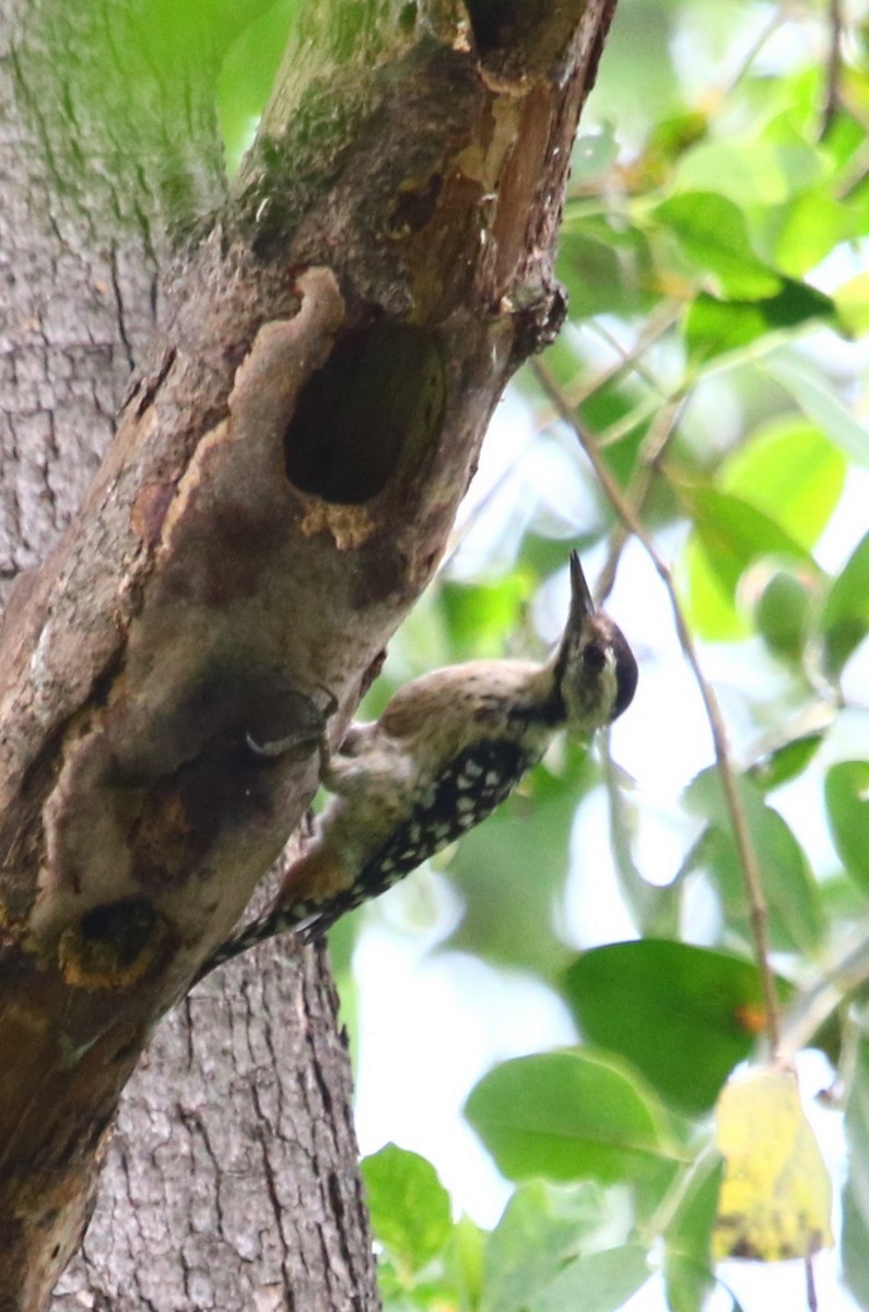 Freckle-breasted Woodpecker - Siti Sutedjo