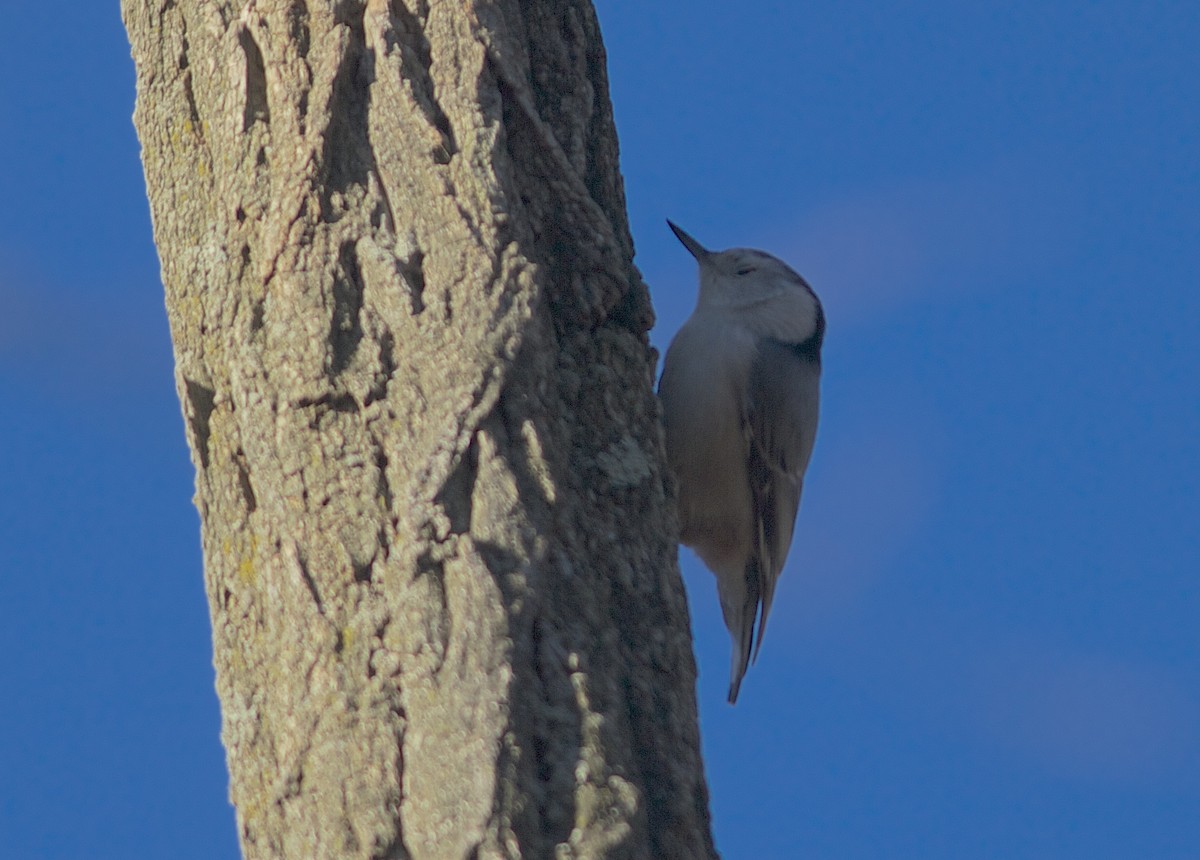 White-breasted Nuthatch - benny albro