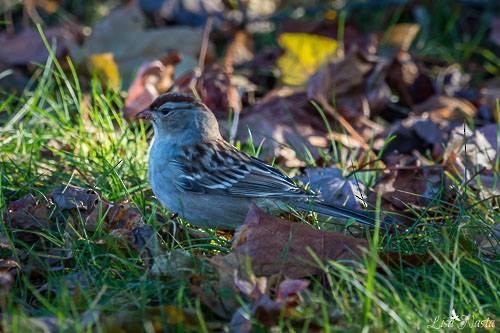 White-crowned Sparrow - Lisa Nasta