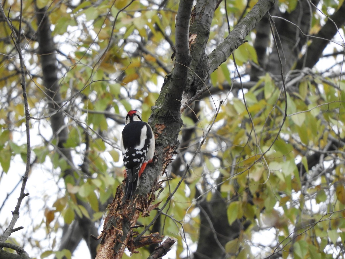 Great Spotted Woodpecker - Miroslav Mareš