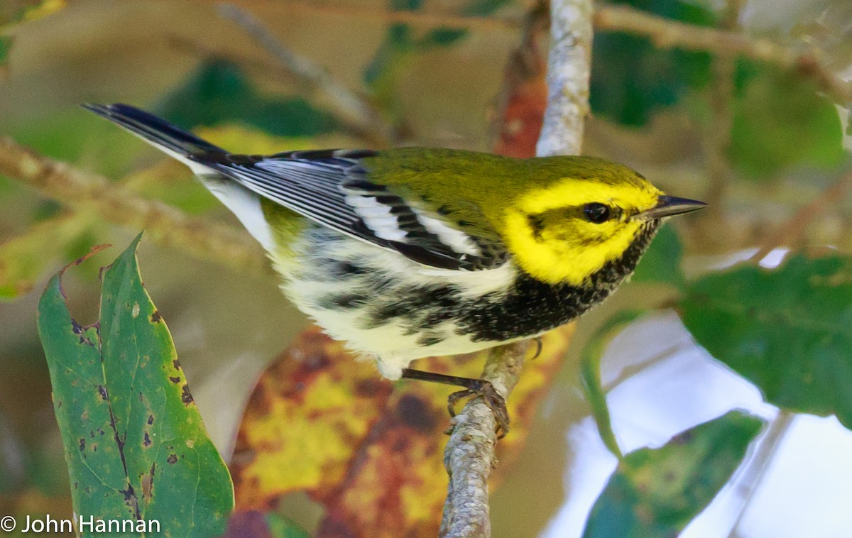 Black-throated Green Warbler - John Hannan