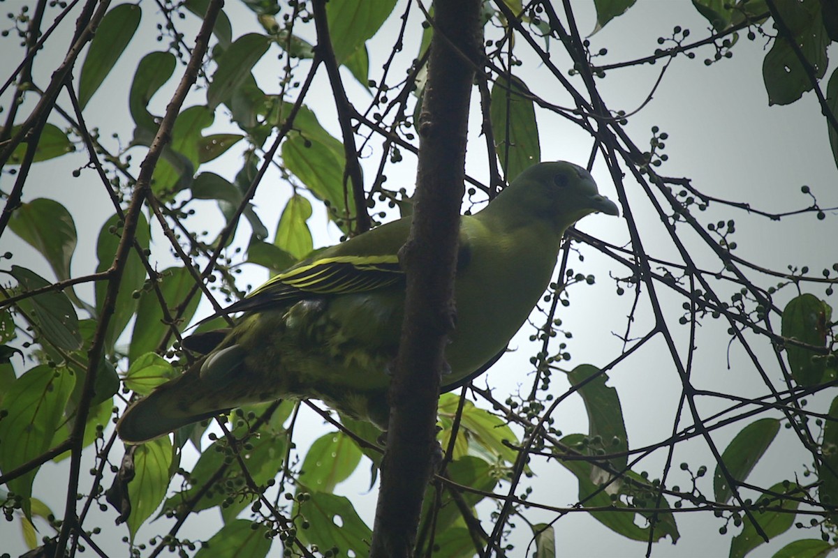 Gray-fronted Green-Pigeon - SRINILA MAHESH K T