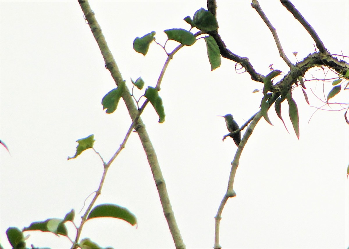kolibřík tropický - ML76344771