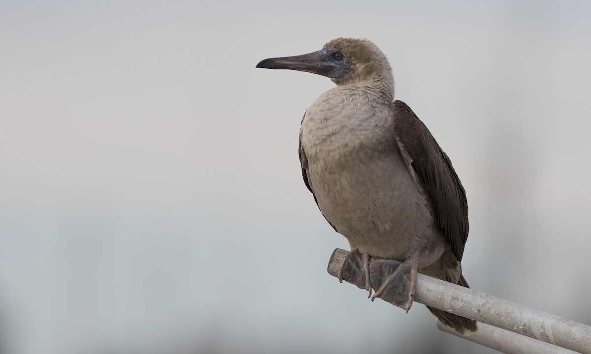 Red-footed Booby - Brian Sullivan