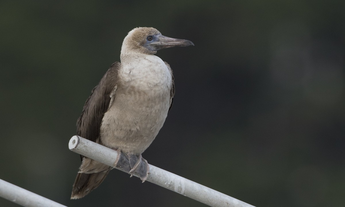 Red-footed Booby - ML76346251