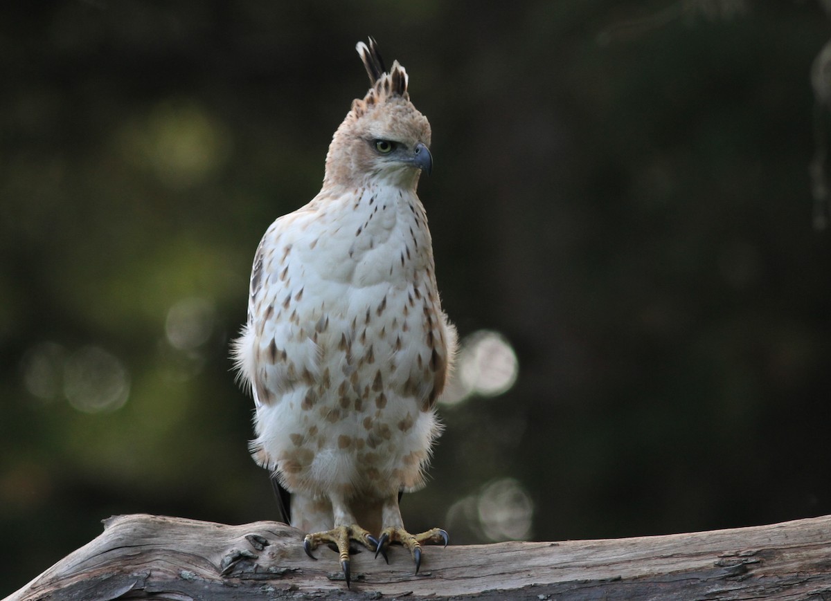 Changeable Hawk-Eagle (Crested) - Stephan Lorenz
