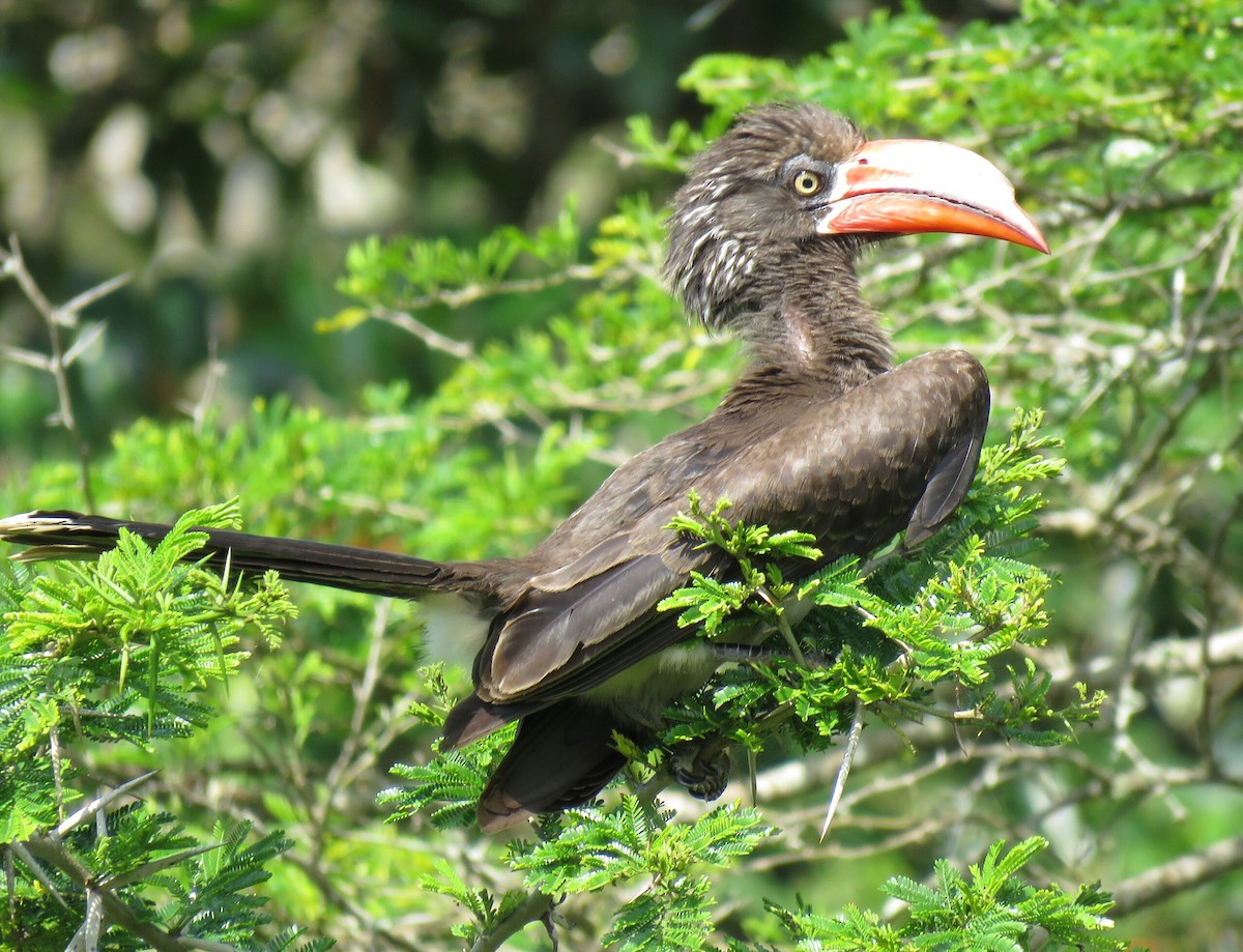 Crowned Hornbill - Brad Arthur