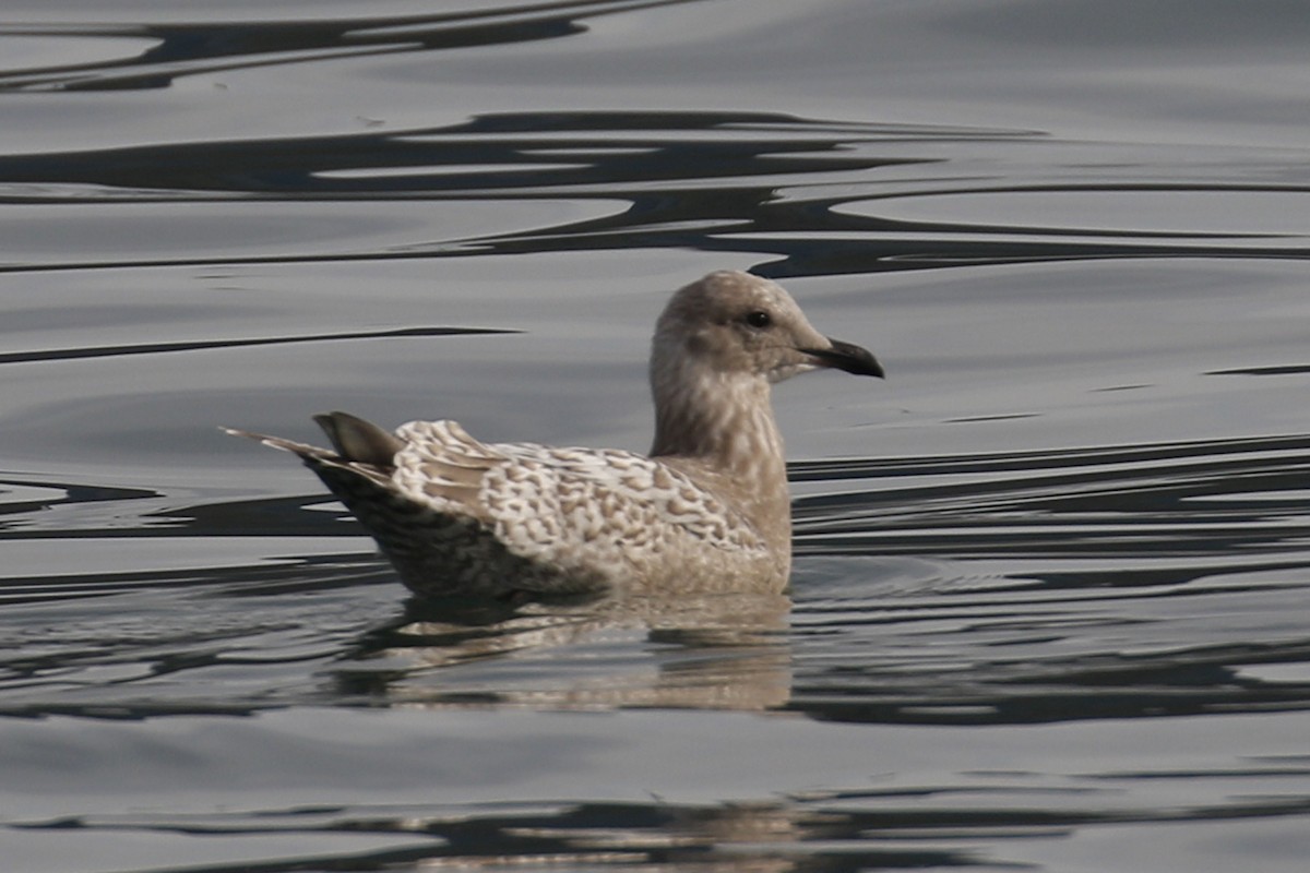 Iceland Gull (Thayer's) - Donna Pomeroy