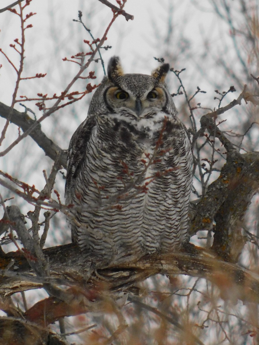 Great Horned Owl - Gail Fennell