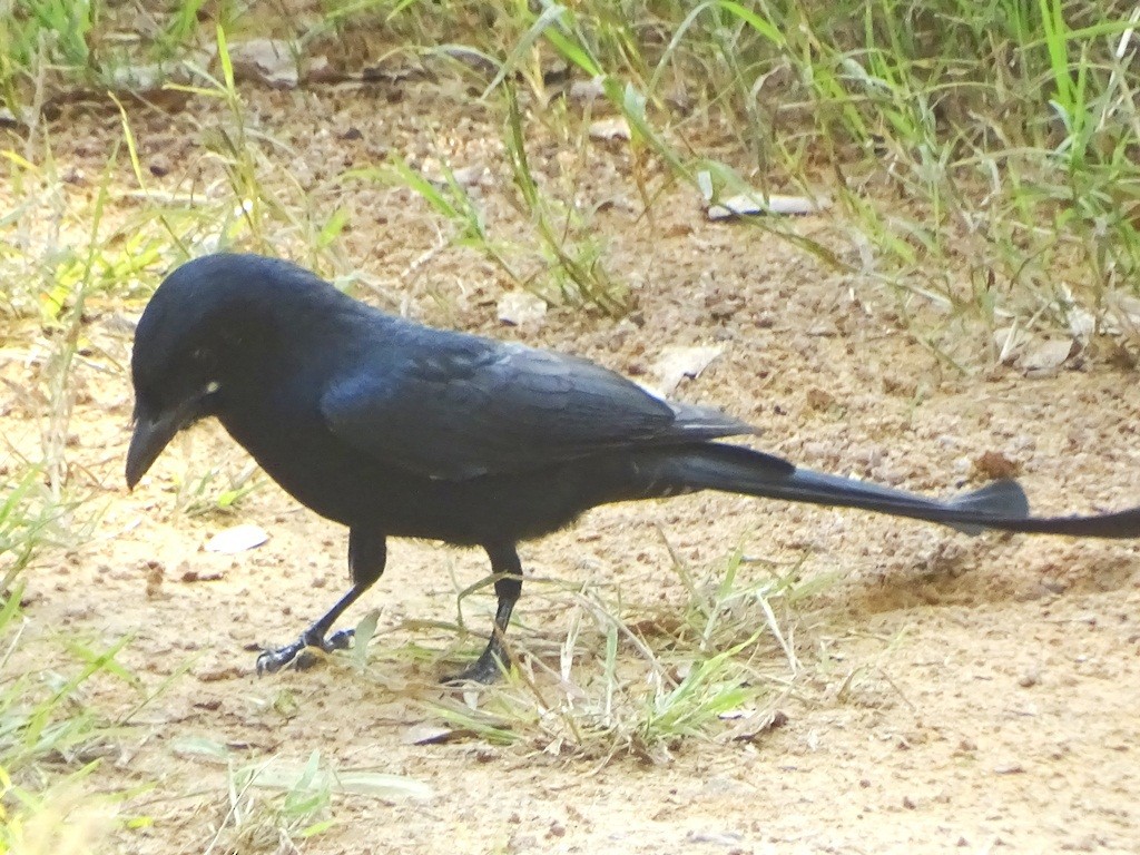 Black Drongo - Sreekumar Chirukandoth