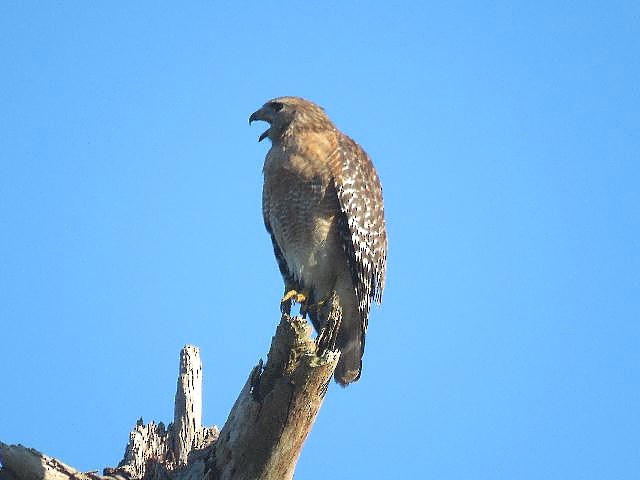 Red-shouldered Hawk - Roy E. Peterson