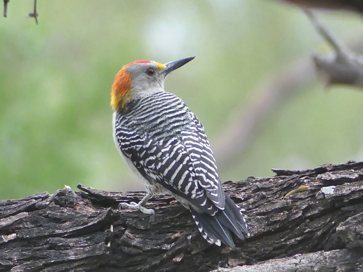 Golden-fronted Woodpecker - Shelley Rutkin