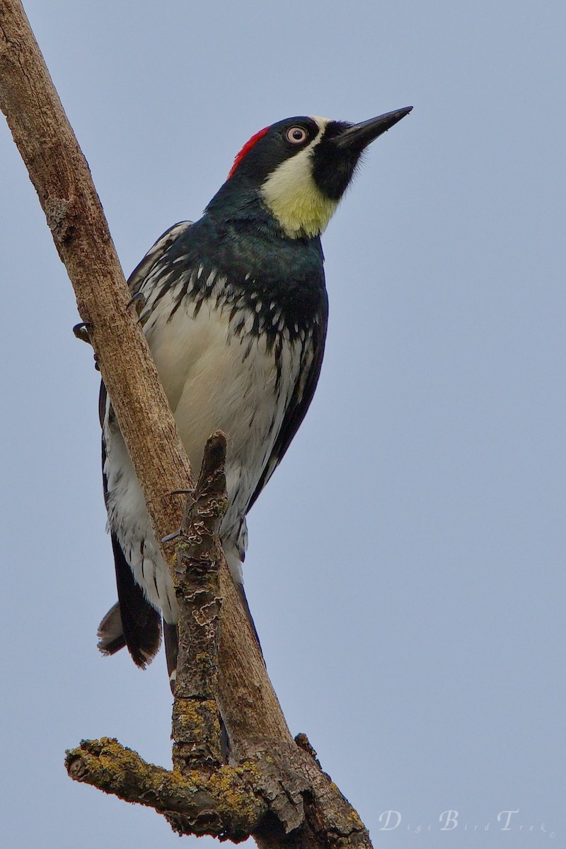 Acorn Woodpecker - DigiBirdTrek CA