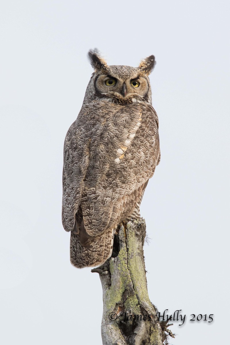 Great Horned Owl - Jim Hully