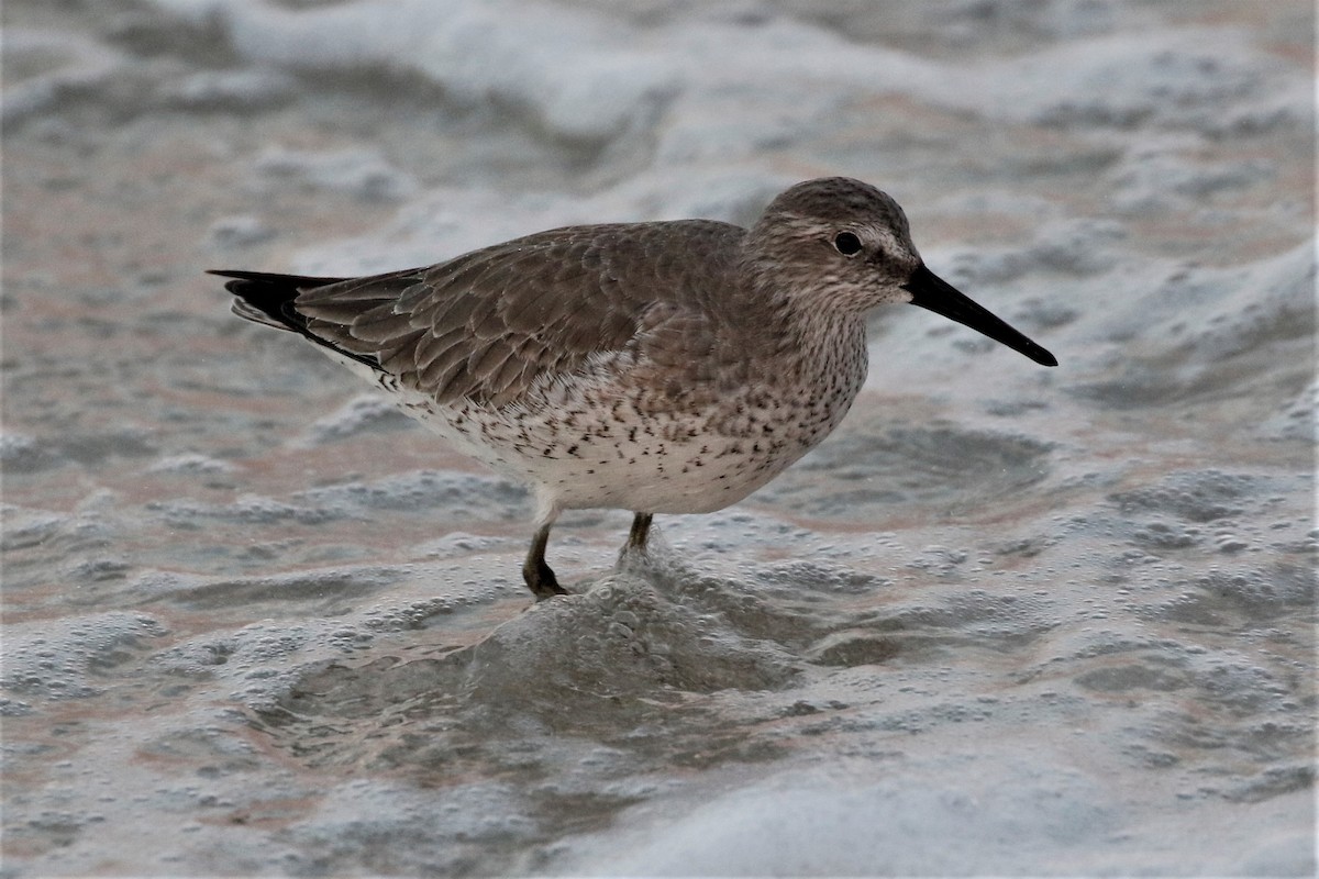 Red Knot - ML76368561