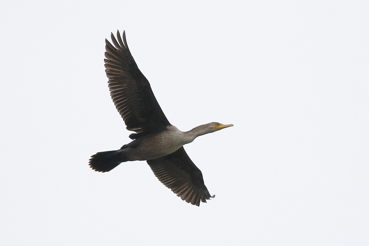Double-crested Cormorant - Sharif Uddin
