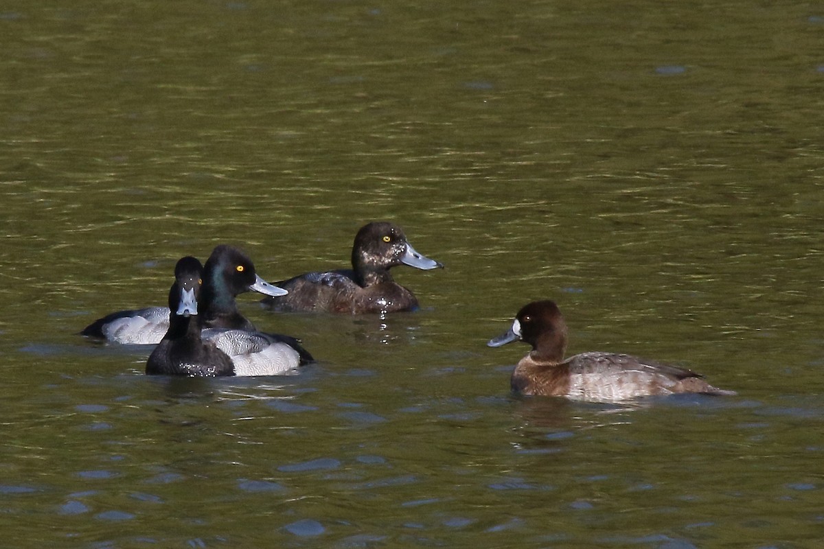 Greater Scaup - ML76370551