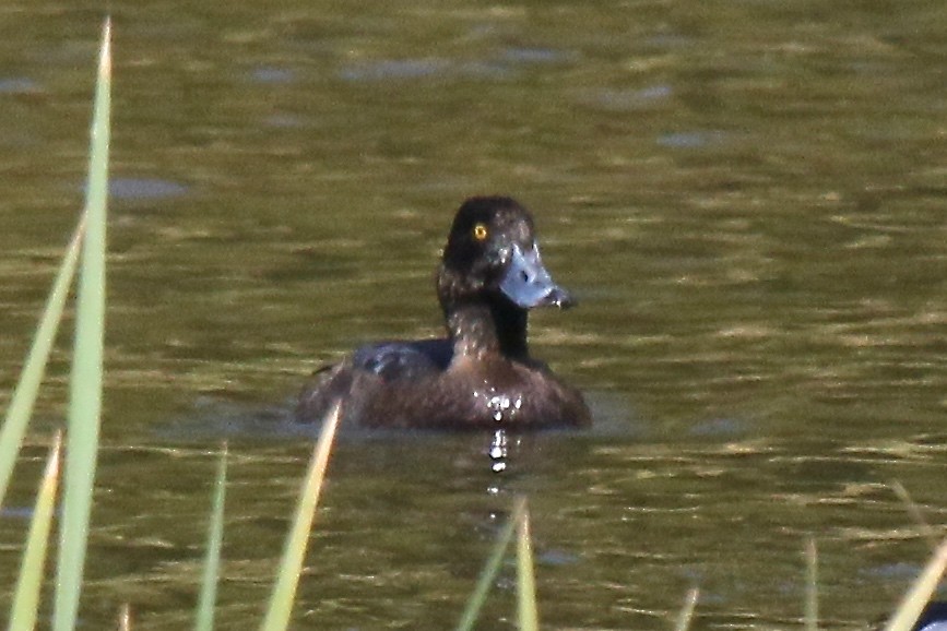 Greater Scaup - ML76370561