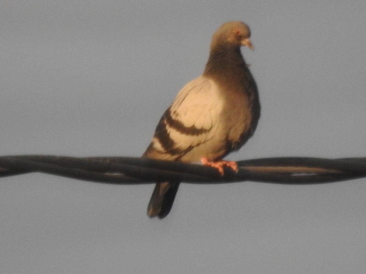 Rock Pigeon (Feral Pigeon) - ML76372031