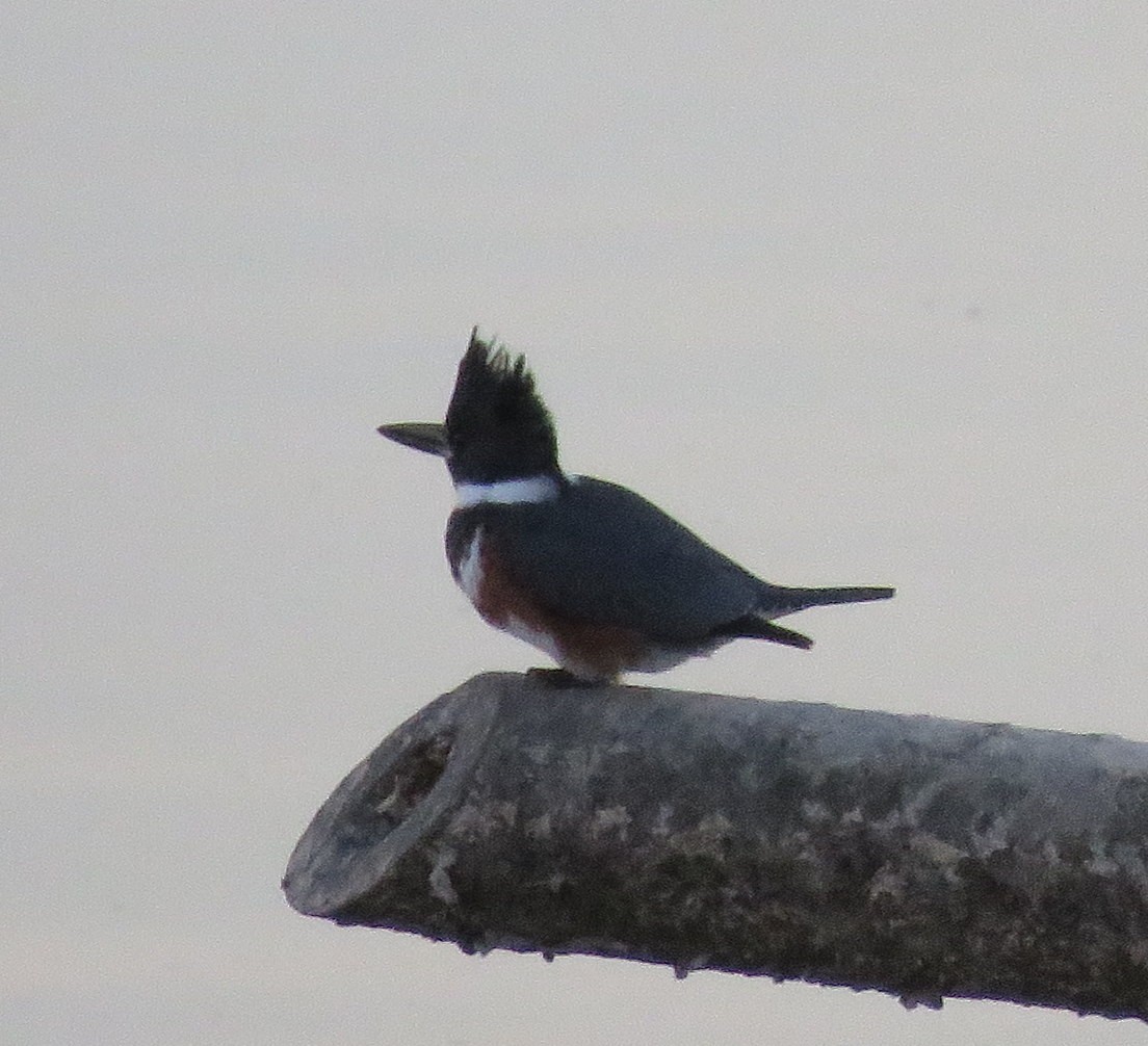 Belted Kingfisher - ML76373721
