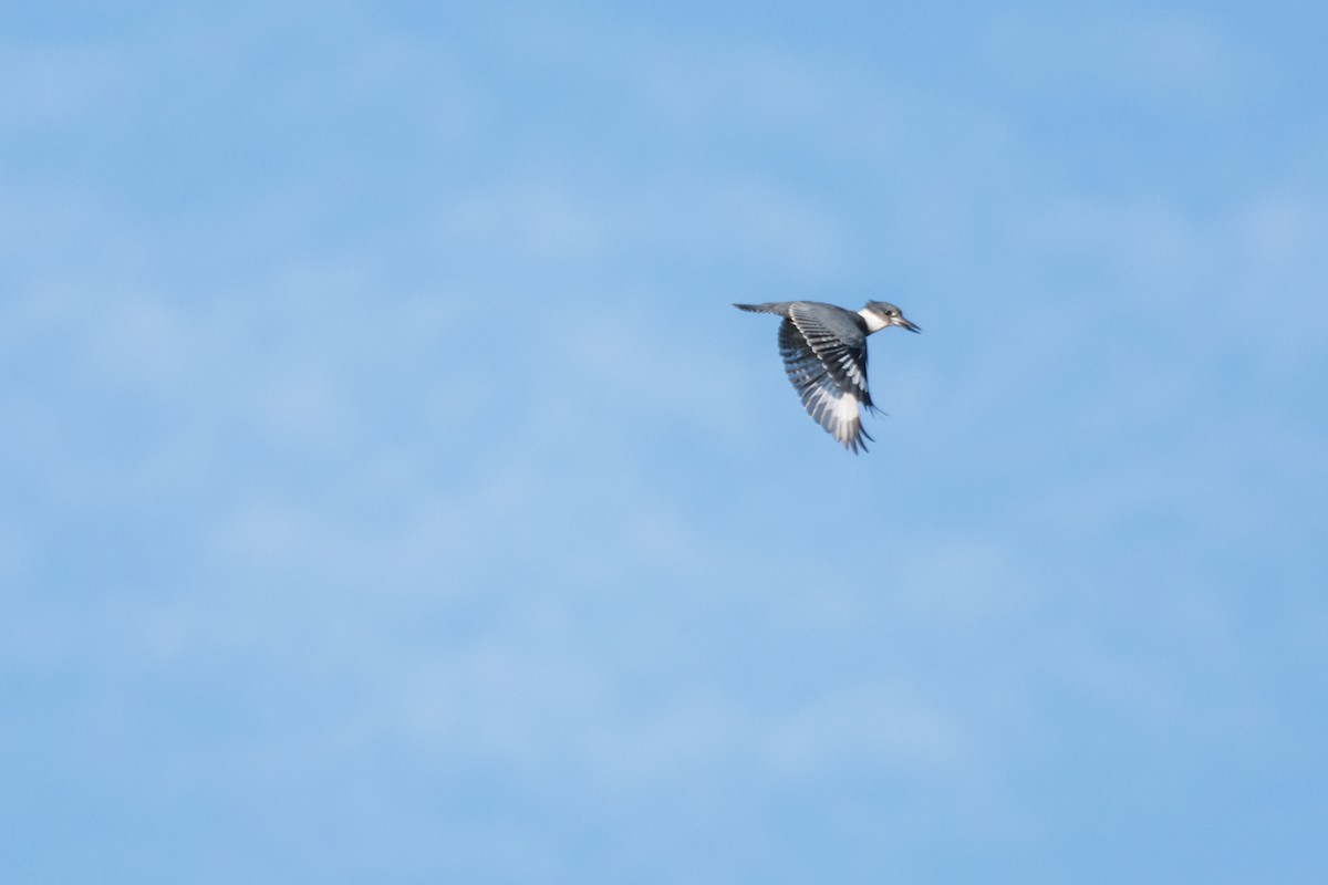 Belted Kingfisher - Camille Merrell