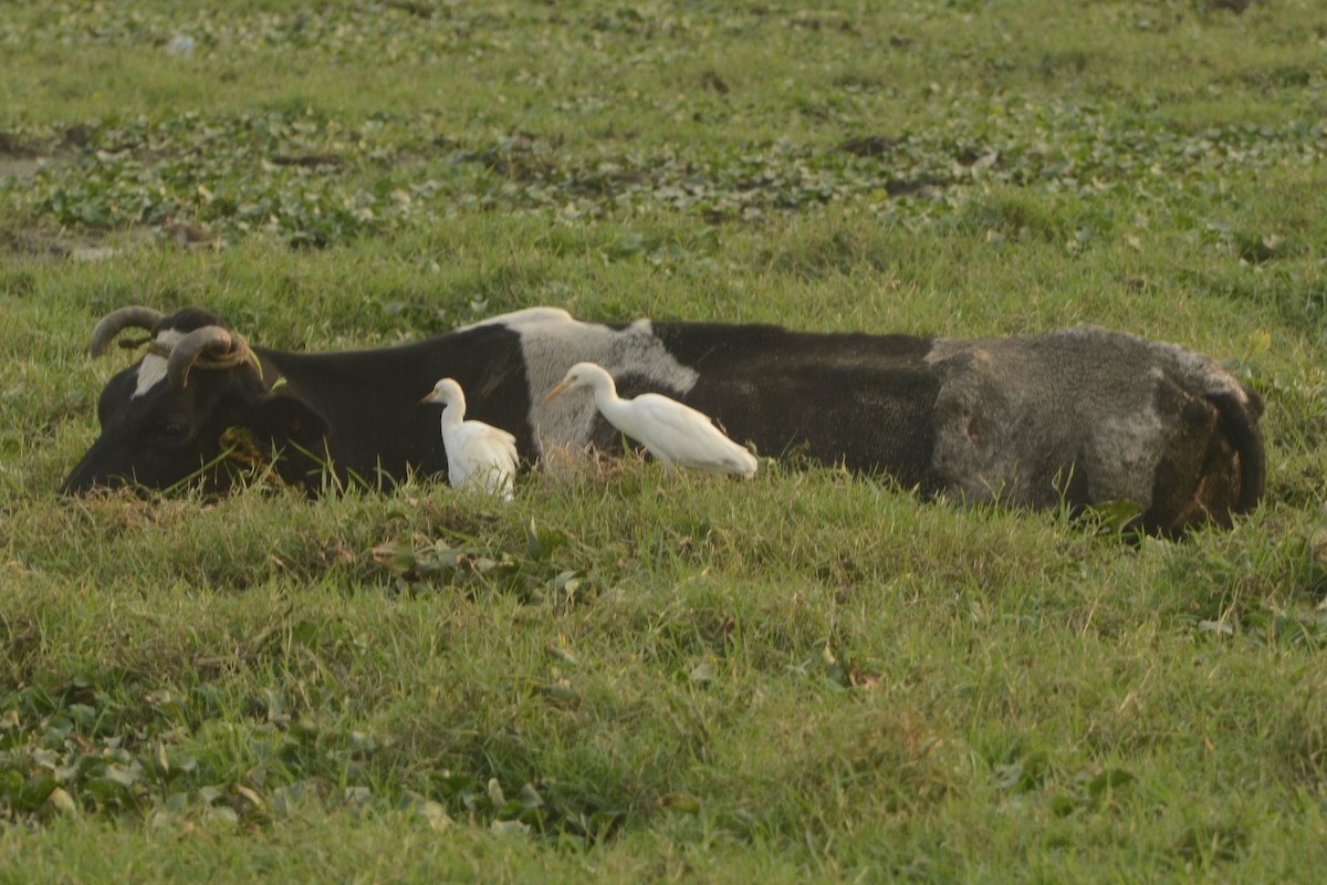 Eastern Cattle Egret - Panchapakesan Jeganathan