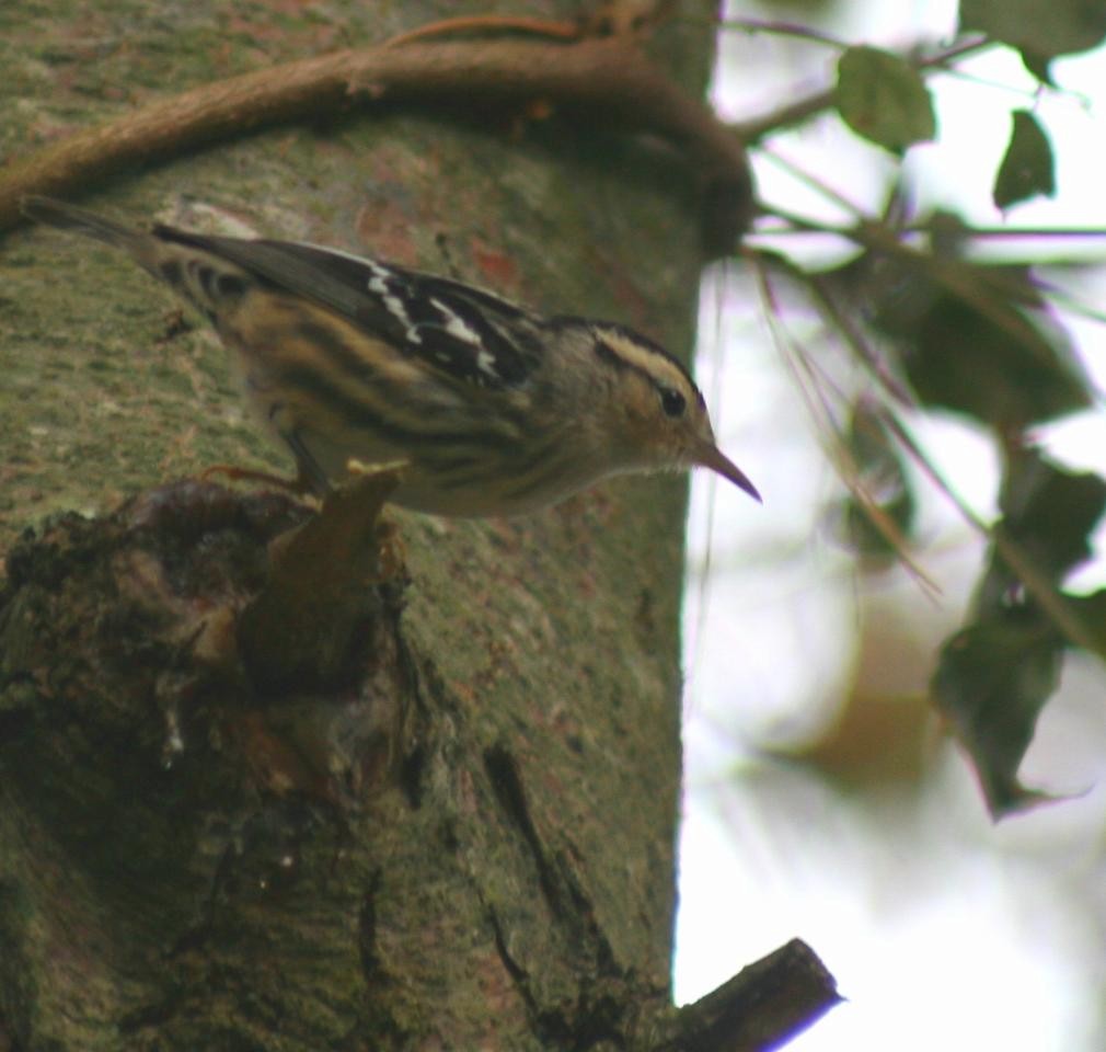Black-and-white Warbler - ML76376101